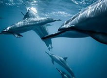 开云在线-伊卡尔迪罚点球被扑因对手违例重罚，第二次主罚又被扑